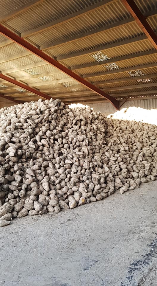 Fodder Beet available for collection or bulk delivered to you, contact us for more information.